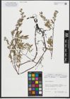 Foto von Salix repens subsp. repens L.